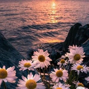 Meet your Posher, Sunny